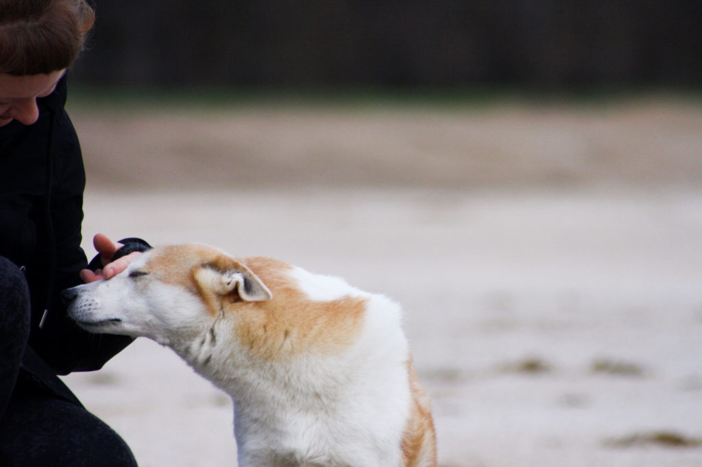 mensch-zu-hund-head