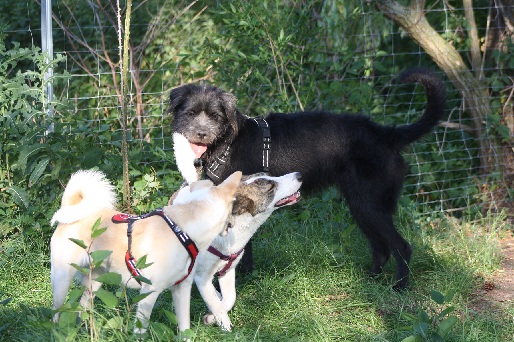 mensch-zu-hund-ueber-gruppenangebot