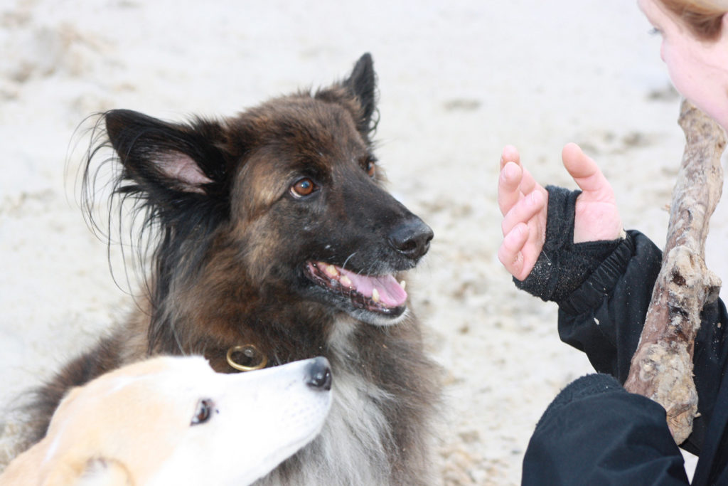 mensch-zu-hund-ueber-mich