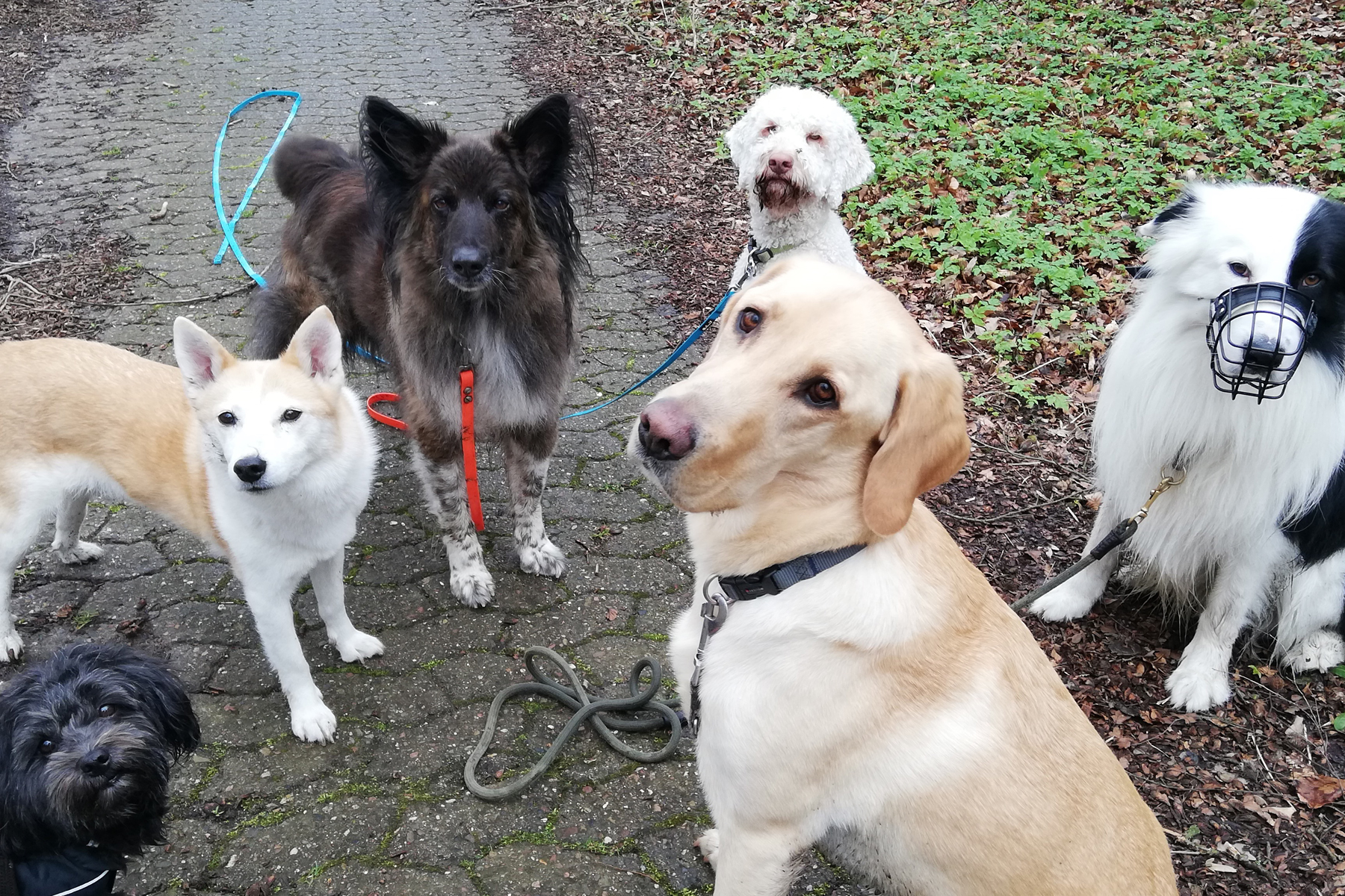 mensch-zu-hund-dog-walking